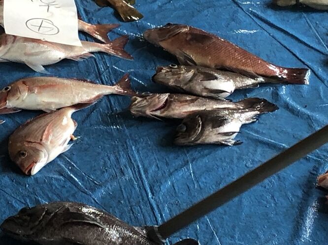 今朝のあまるべ定置網漁は魚が少なくて高値でした 丸世井
