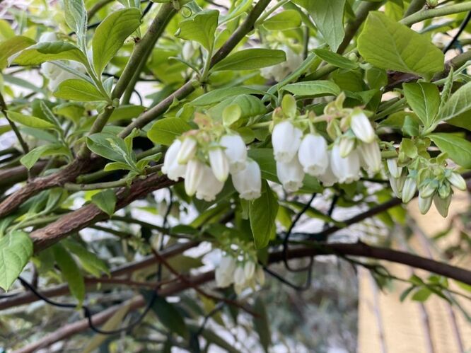 22 4 ブルーベリーの花が咲きました 花言葉は 実りある人生 綺麗な花は 知性 信頼 と言う言葉にも続きます 5月から6月にかけてたくさんの実を付けてくれると思います 今日も香住湾は綺麗な夕日が落ちていきます 丸世井