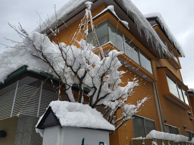 柴山港競り市が大暴騰雪も降り止みません☃️の写真(兵庫県香美町)